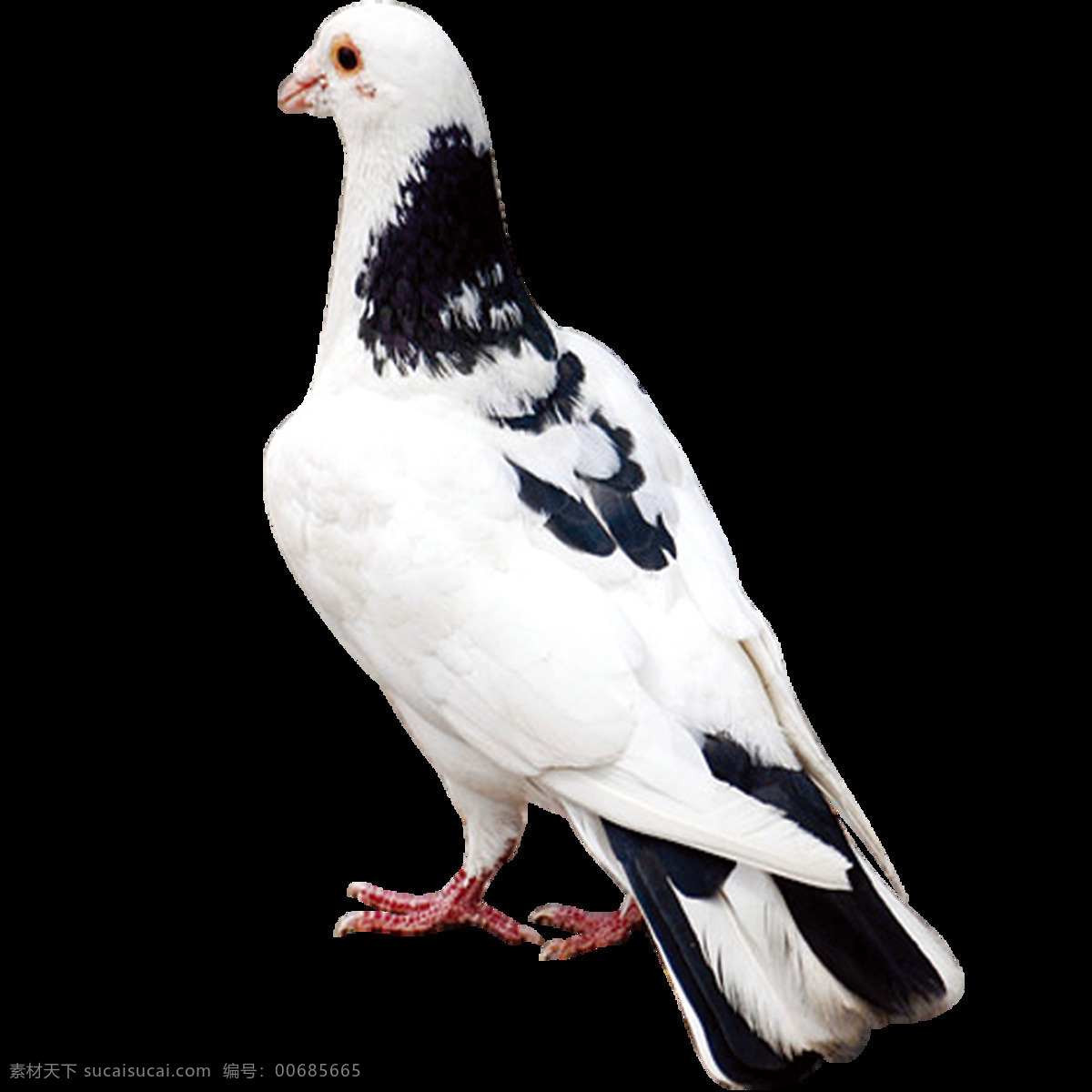 唯美 印象 鸟儿 绘画 白色鸽子 鲜明 生动 写实 真实
