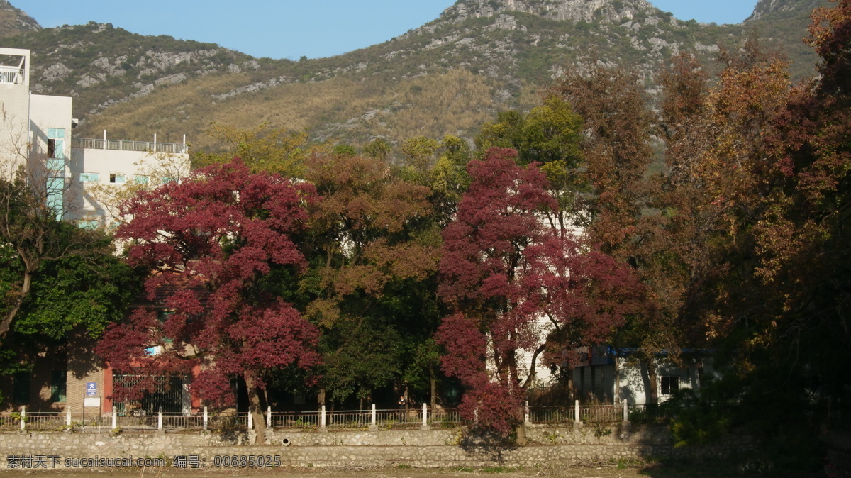 红枫 枫树 树木 红叶 秋 金秋 树林 热烈 建筑园林