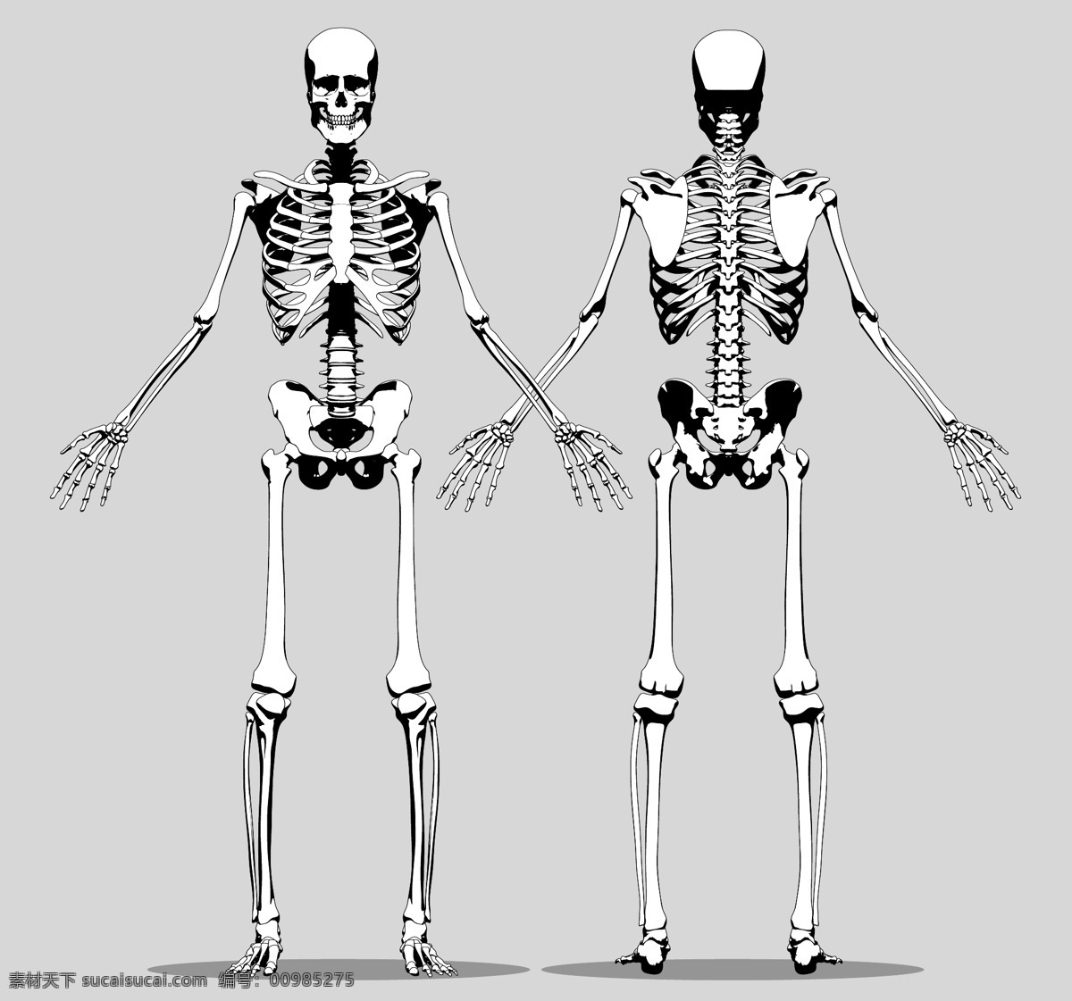 人体骨骼 人体透视图 人体动作 骷髅 人体透视 骨头组织 人体 骨骼 骨架 医疗保健 医学 生活百科 矢量