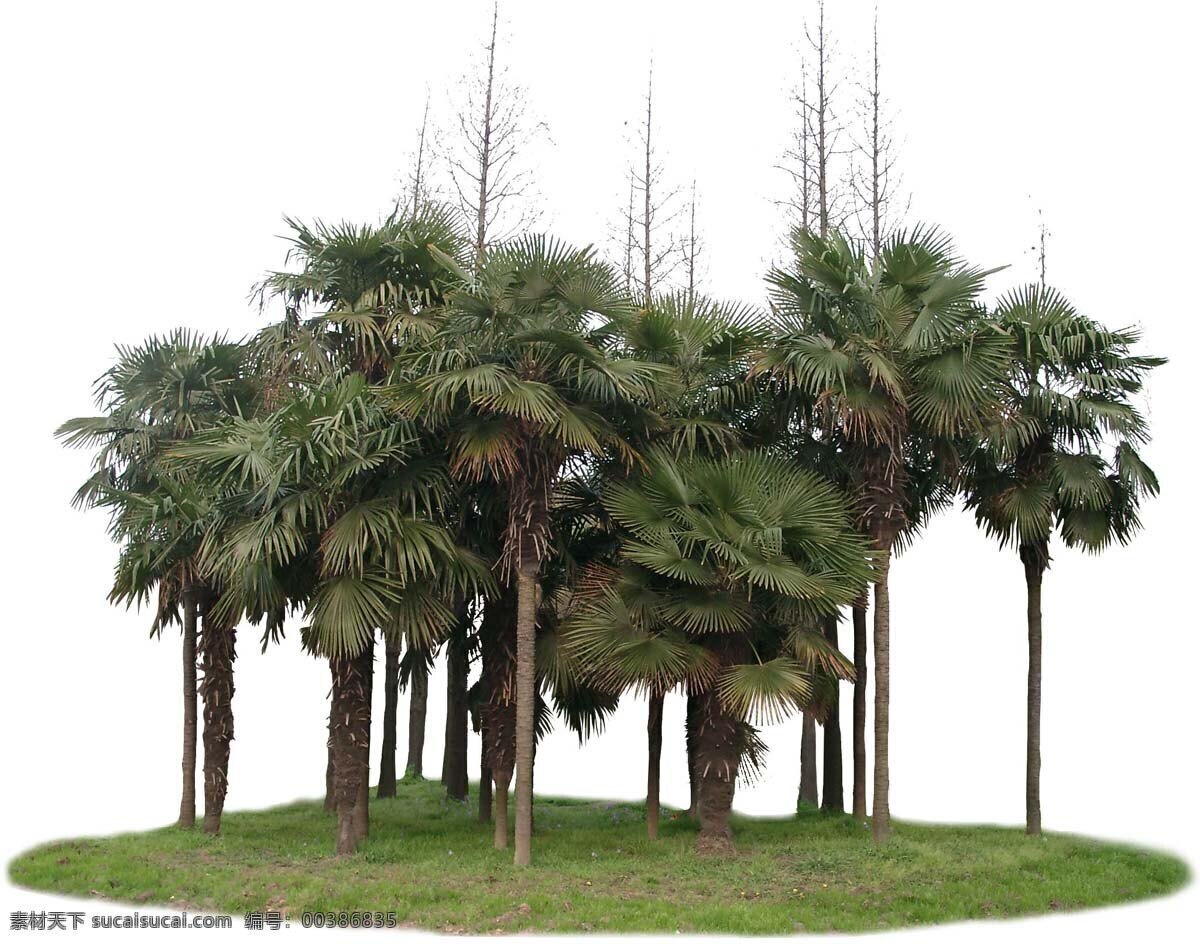 植物素材 配景素材 园林植物 园林 建筑装饰 设计素材 白色