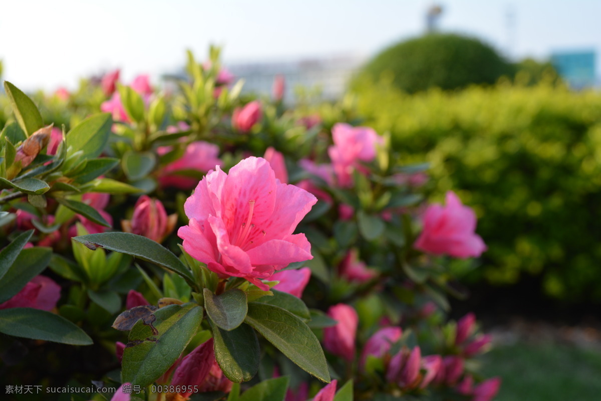 映山红 春天 风景 花开 绽放 花草 生物世界 黑色