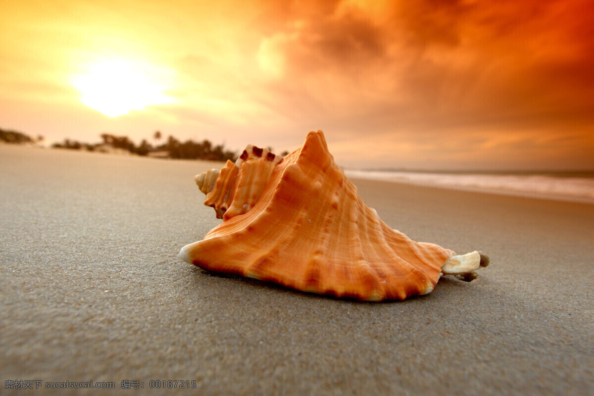 夕阳 下 沙滩 贝壳 海螺 海浪 浪花 大海 海水 石子 珍珠贝壳 自然美景 海滩 黄色