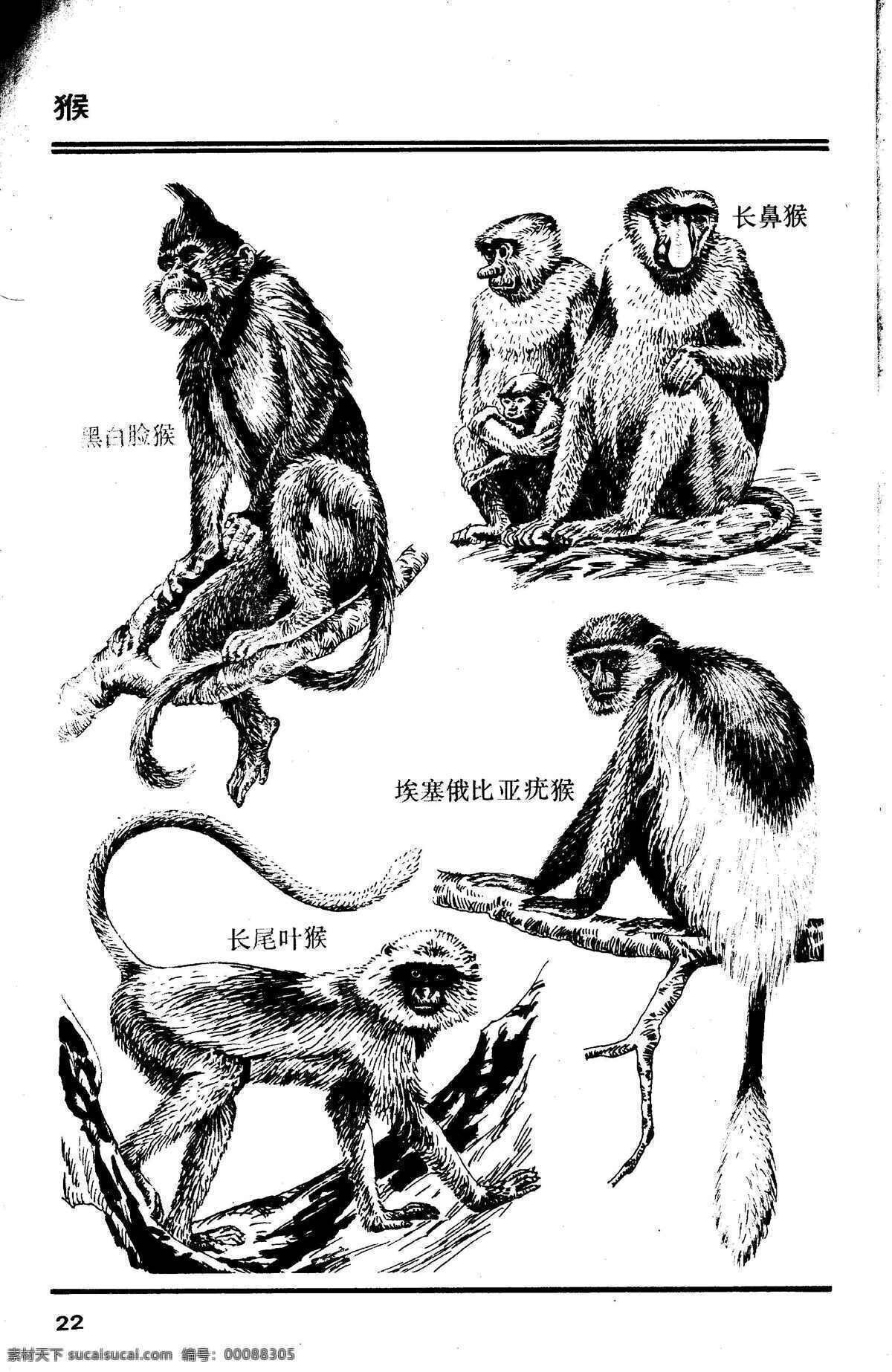 百兽图22 猴 百兽 兽 家禽 猛兽 动物 白描 线描 绘画 美术 禽兽 野生动物 画兽谱 猴子 生物世界 设计图库