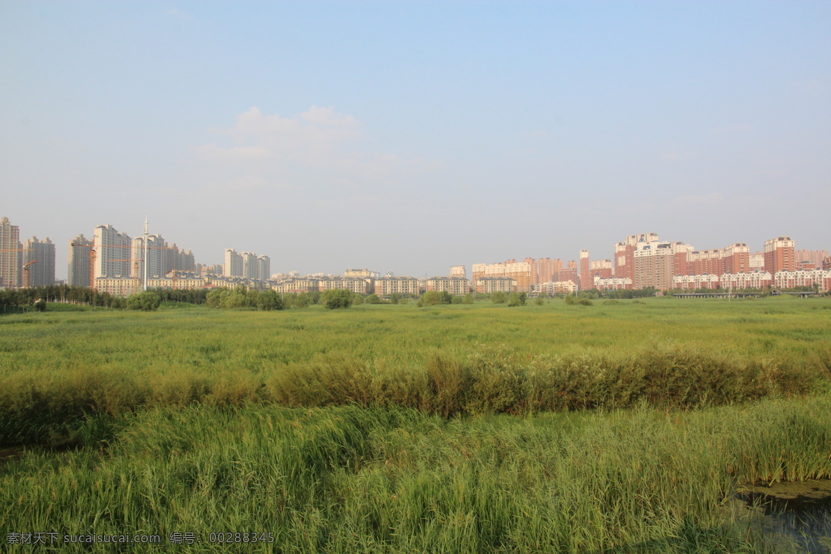 哈尔滨风景 哈尔滨 高楼大厦 城市 现代城市 蓝天 湿地 芦苇 建筑物 建筑 居民楼 家居 国内旅游 旅游摄影 灰色