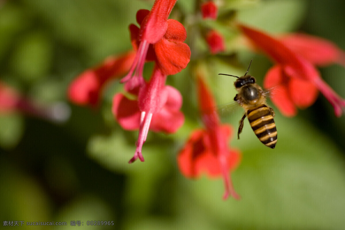 蜜蜂 动物图片 蜂 昆虫 昆虫图片 蜜蜂素材 蜜蜂图片 昆虫摄影 生物世界