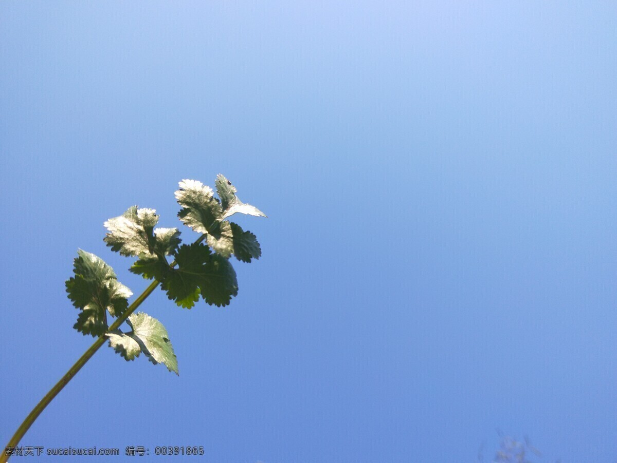 蓝色天空 背景 图 蓝色 天空 植物 壁纸 香菜叶 自然景观