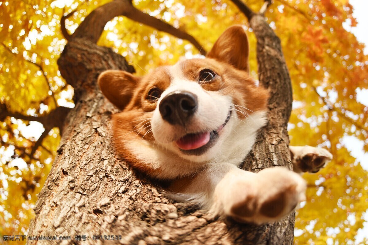 秋天柯基犬 狗 宠物 狗照片 犬 生物世界 家禽家畜