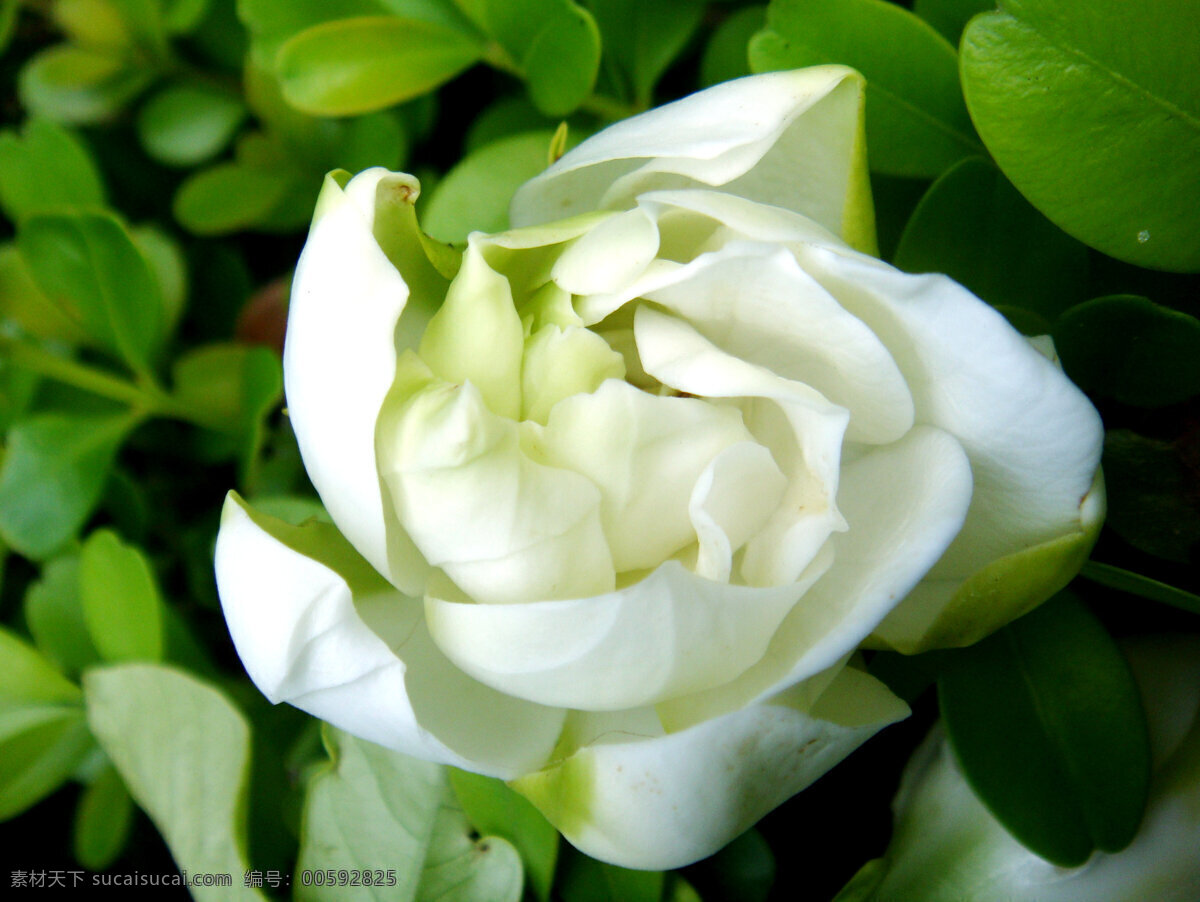 栀子花 白色花 花蕾 绿叶 含苞待放 花草 生物世界