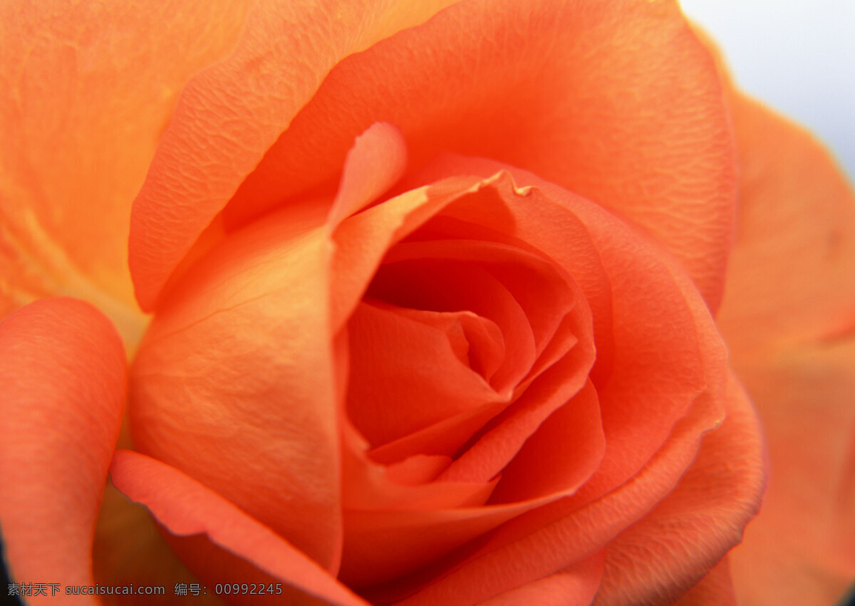 花卉 特写 橙色 红色 花朵 玫瑰 鲜花