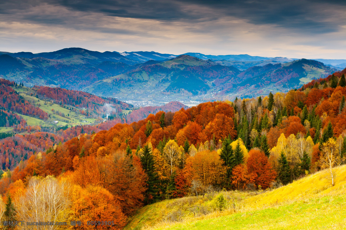 美丽 秋天 森林 风景摄影 枫 树林 风景 秋天树林风景 秋季美景 美丽风景 秋季景色 自然风景 自然景观 黄色