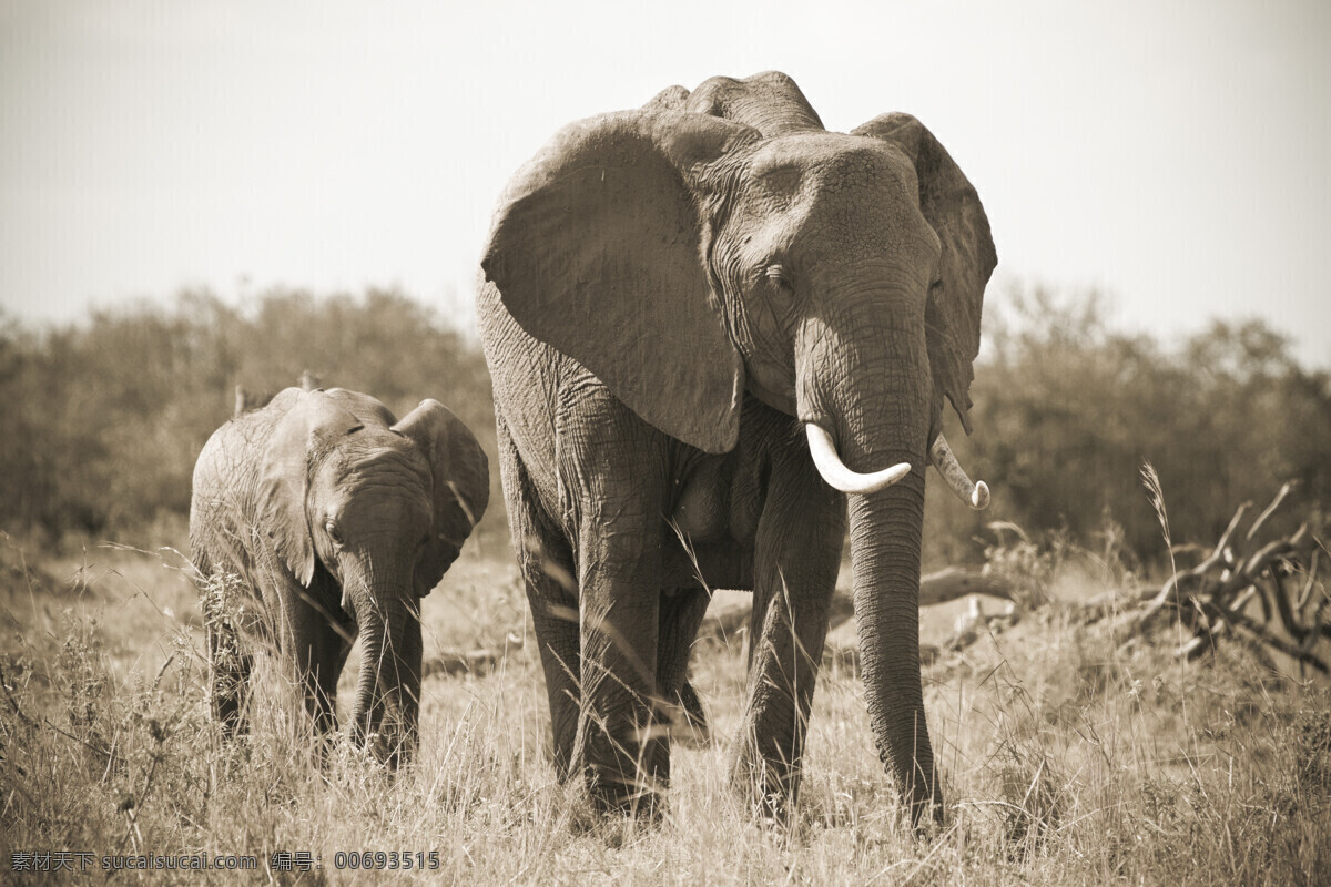 非洲大象 非洲动物 野生动物 动物世界 非洲草原 大象 小象 陆地动物 生物世界 白色