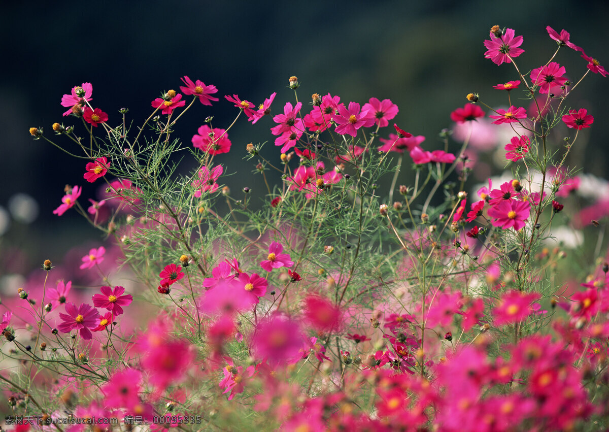 鲜花 特写 花丛 花朵 花海 漂亮 五彩缤纷 生物世界