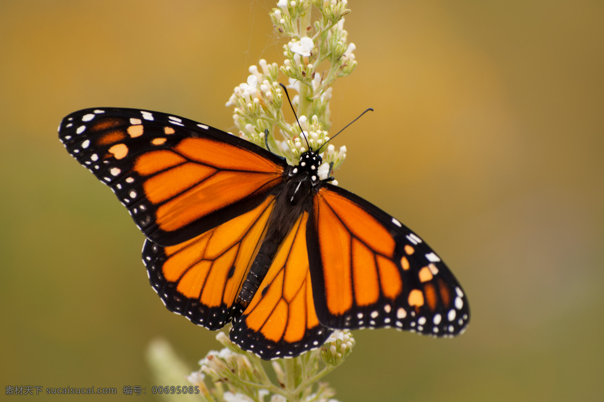 美丽 蝴蝶 动物摄影 动物世界 动物昆虫 昆虫世界 生物世界
