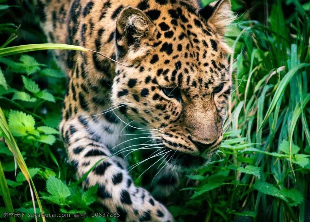 豹子 动物 野生 凶猛 生物世界 野生动物