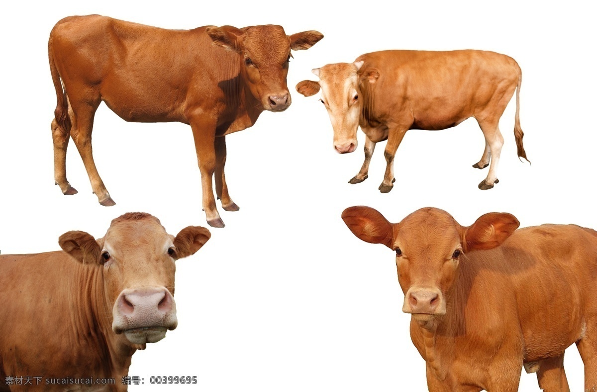 黄牛 牛 放牧 家畜 畜生 黄牛图片 黄牛素材 黄牛图 水牛 小黄牛