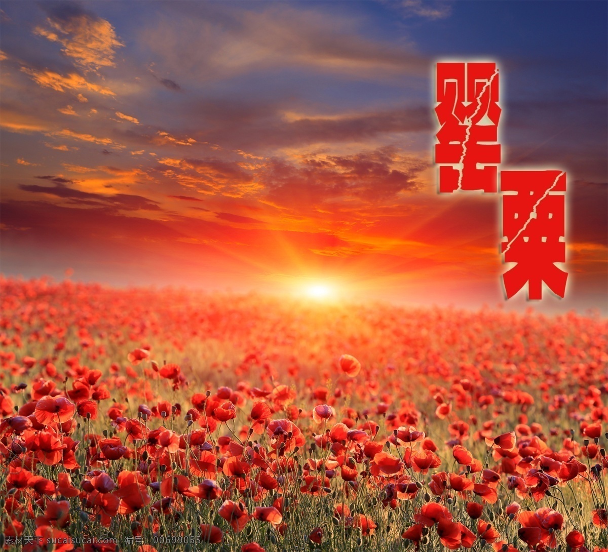 高清 红色 罂粟花 海报
