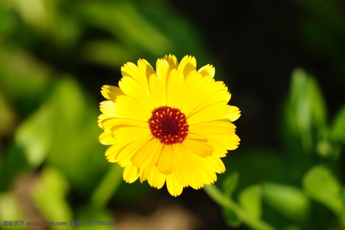 金盏菊 金盏花 盏盏菊 黄金盏 长生菊 醒酒花 百日菊 步步高 火球花 对叶菊 秋罗 步步登高 雏菊 雏菊花 菊花 白菊 红菊 榄菊 清新 野菊花 秋菊 野菊 矢车菊 鲜花 盆栽 花卉 花海 插花 花艺 花瓶 夏花 花之物语 桃花 唯美 花朵 居家插花 花语 花蕊 花瓣 花儿 小花 大花 菊花物语 生物世界 花草