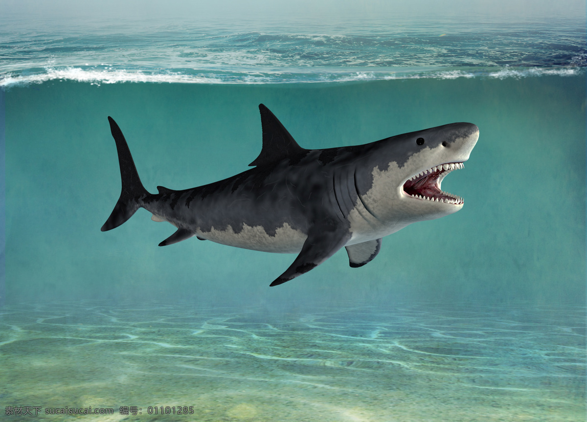 鲨鱼 血盆大口 水下怪物 海生动物 高清 动 生物世界 海洋生物