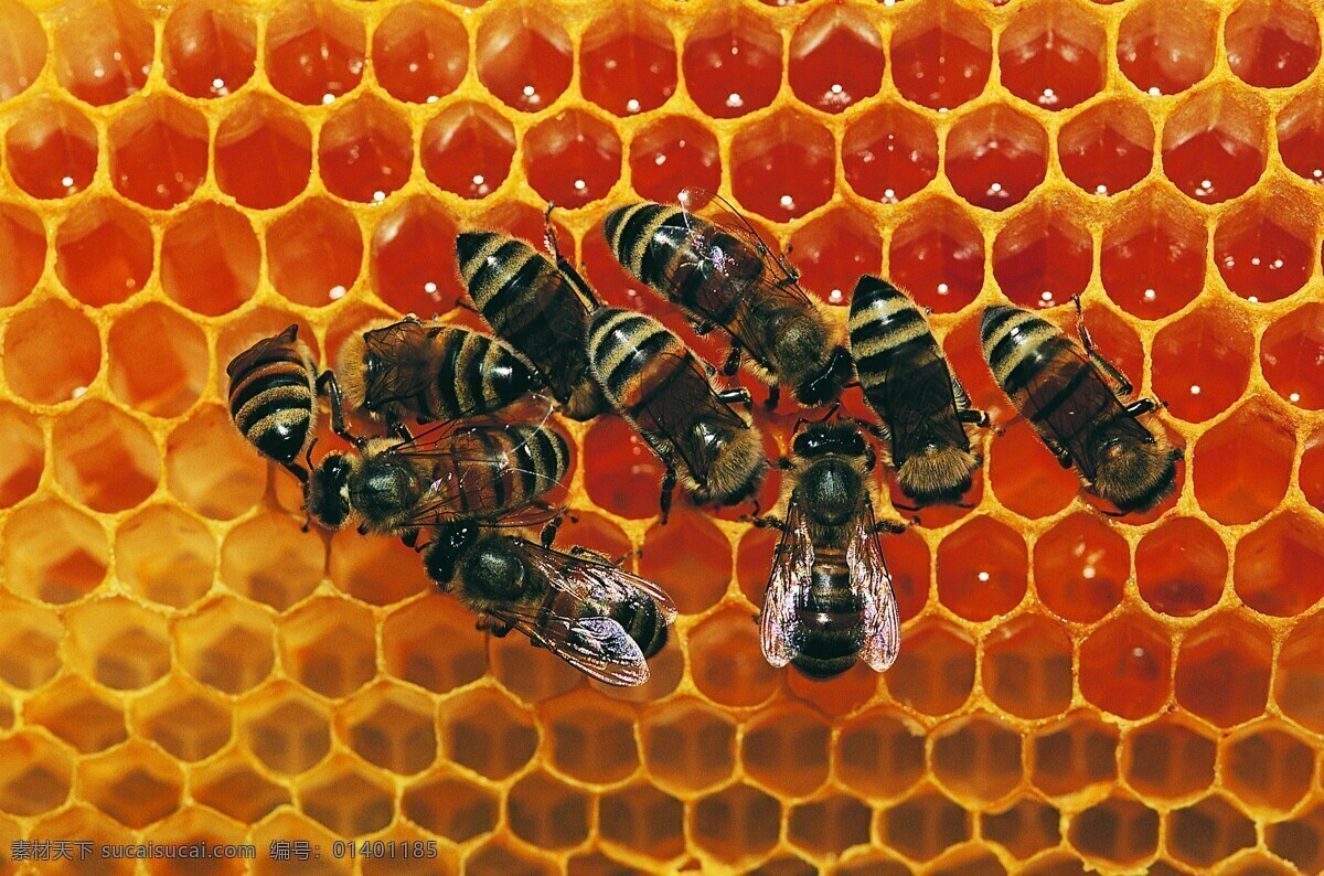 高精度 昆虫 特写 蜜蜂 摄影图库 生物世界 蜂窝 蜂群 昆虫特写