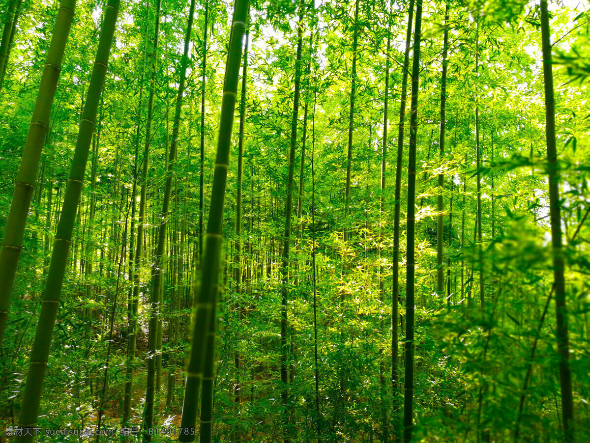 竹子照片 主杆 竹叶 竹林 竹林照片 植物 植物照片 竹子背景照片 树叶 生物世界 树木树叶