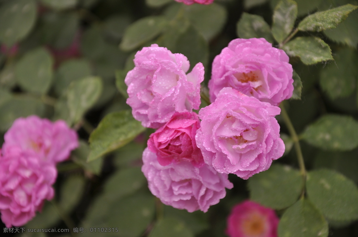 蔷薇 花卉 植物 绿叶 粉色 花草 生物世界