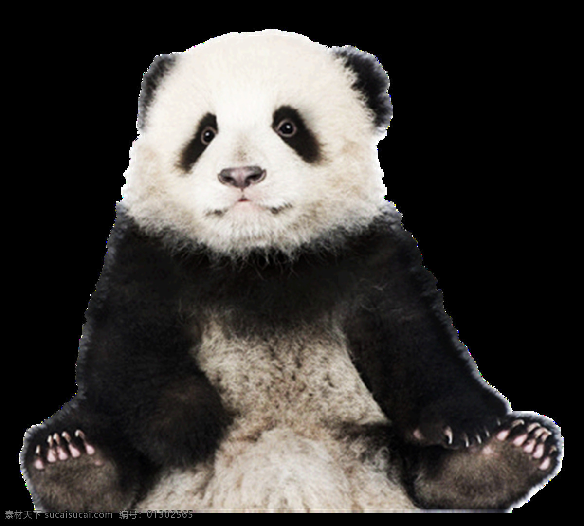 熊猫图片 熊猫 小熊猫 大熊猫 png图 透明图 免扣图 透明背景 透明底 抠图 生物世界 野生动物