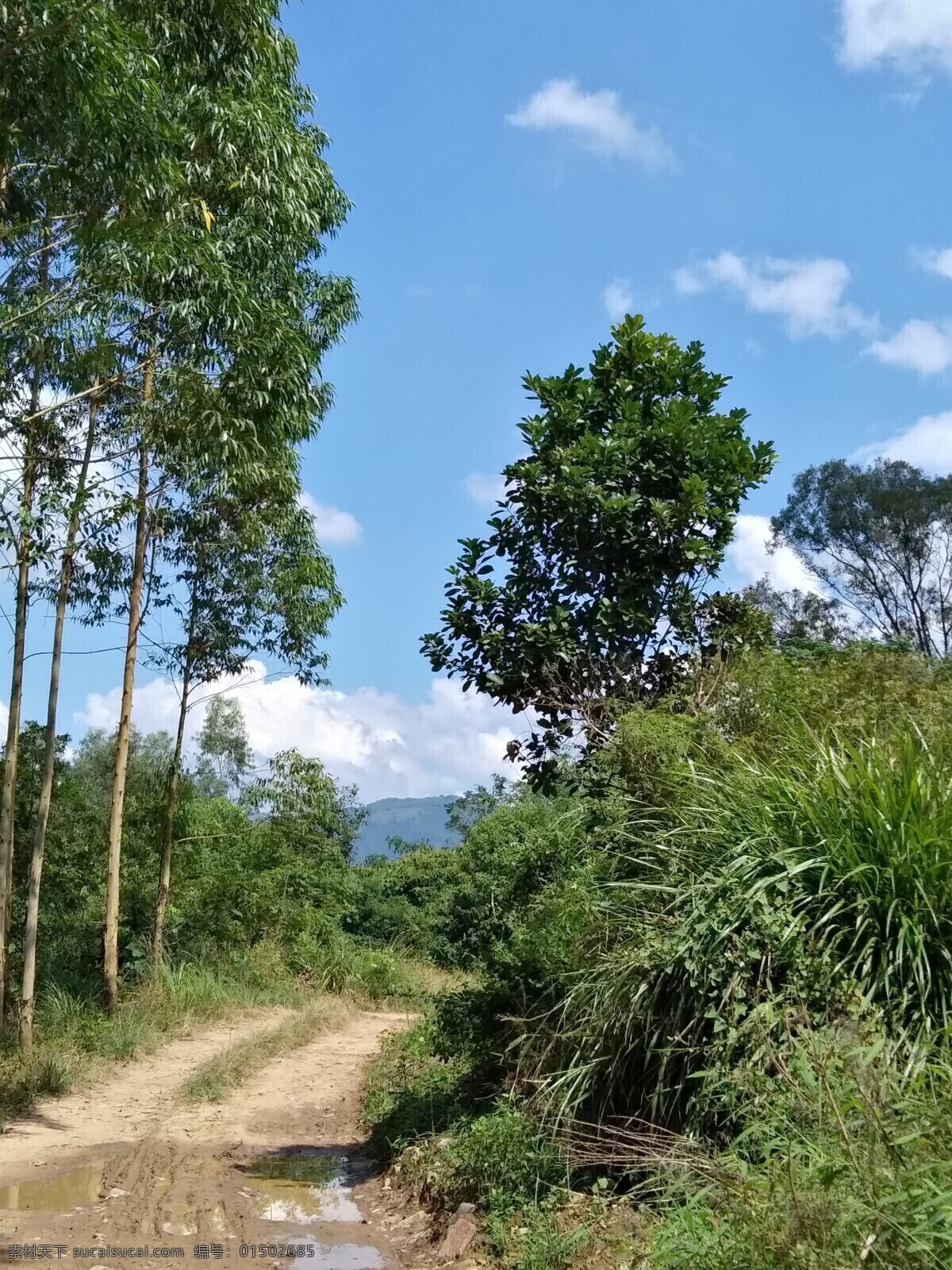 乡村山路 乡村小路 山坡上的小路 树丛边小路 山路 自然景观 田园风光