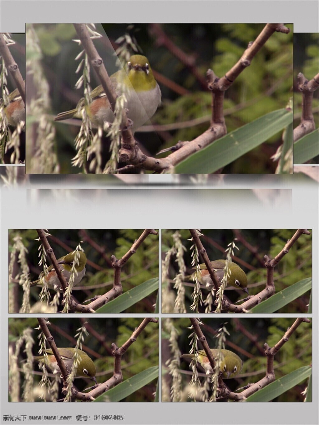 小鸟 树枝 上 观察 寻找 觅食 大自然 生态 视频 音效 实拍 高清 绿色 植物 鸟儿 视频音效