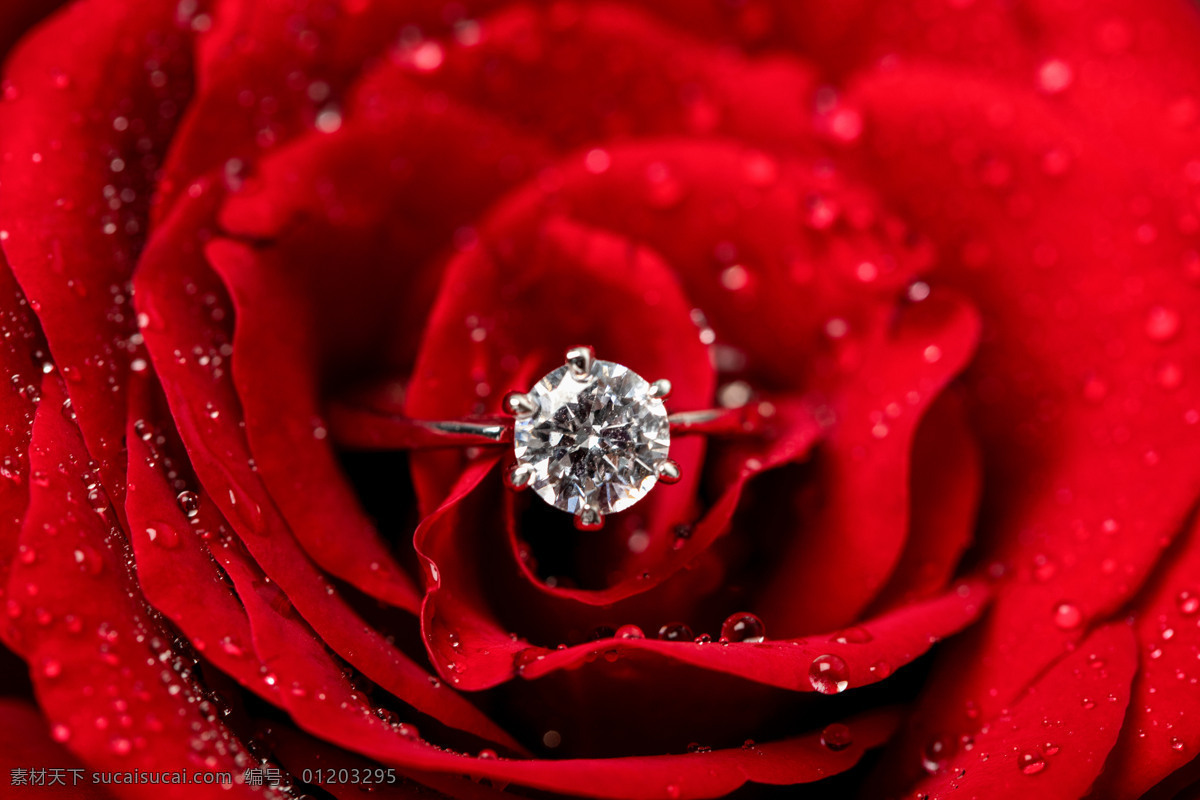玫瑰花 上 钻石 戒指 520 情人节 七夕节 爱情 情侣 爱 生活百科 生活素材
