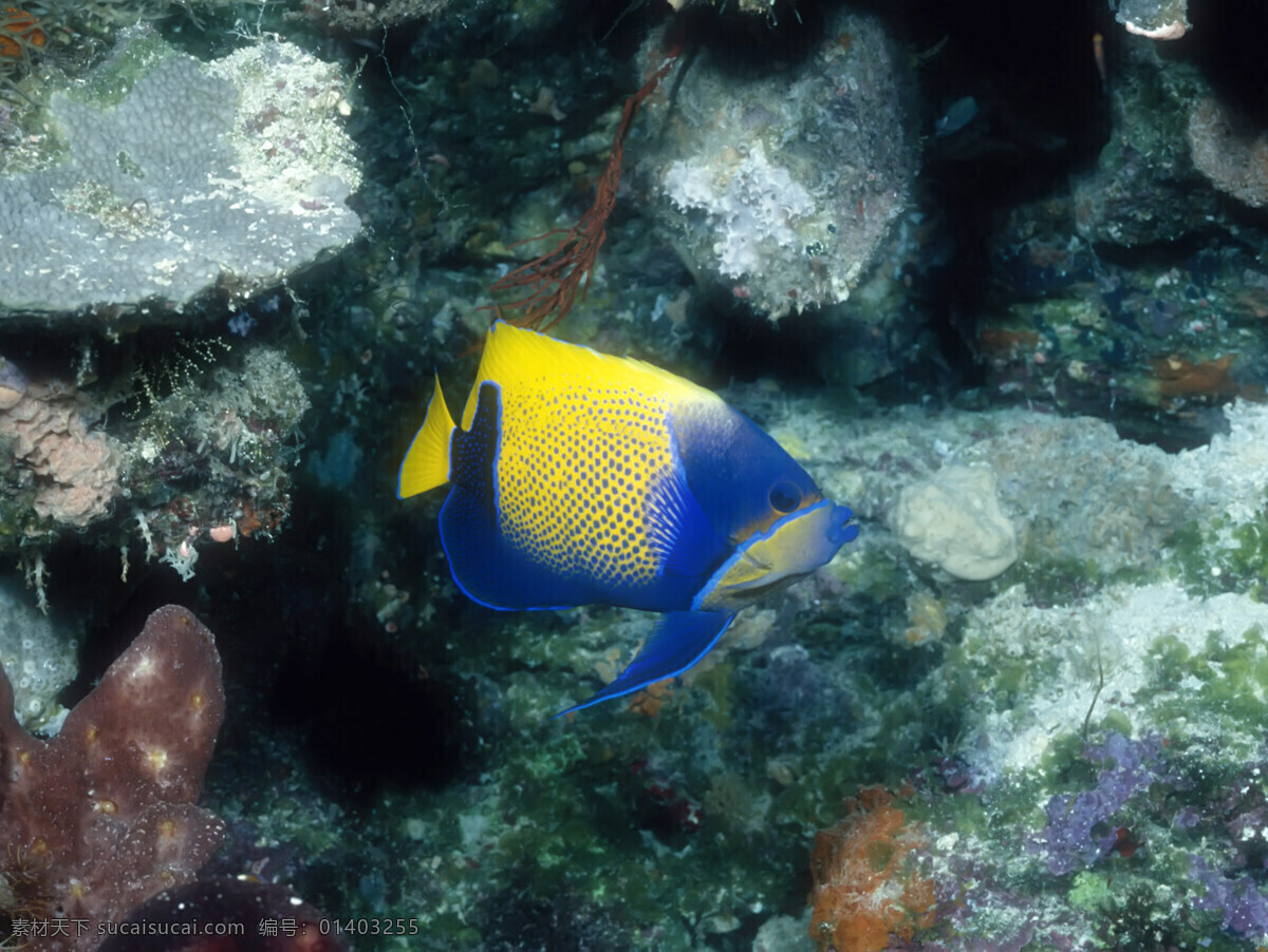 海洋生物 海底世界 海洋 礁石 生物世界 鱼 鱼类 珊蝴礁石 珊蝴 海底景色