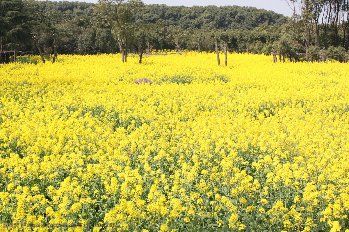 油菜花 油菜花田 金黄色 田野 好风光 自然景观 田园风光