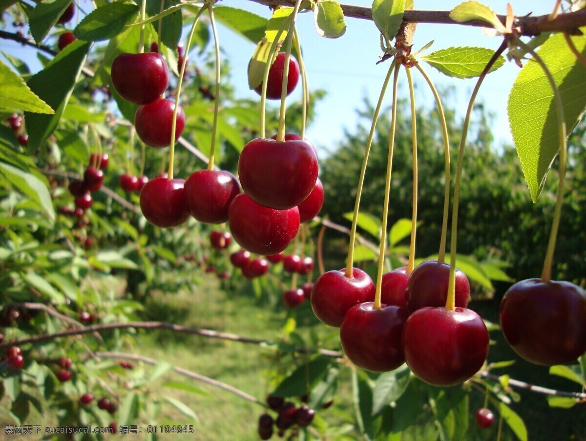 樱桃园 樱桃 红色樱桃 成熟的樱桃 水果 吃 喝 生物世界