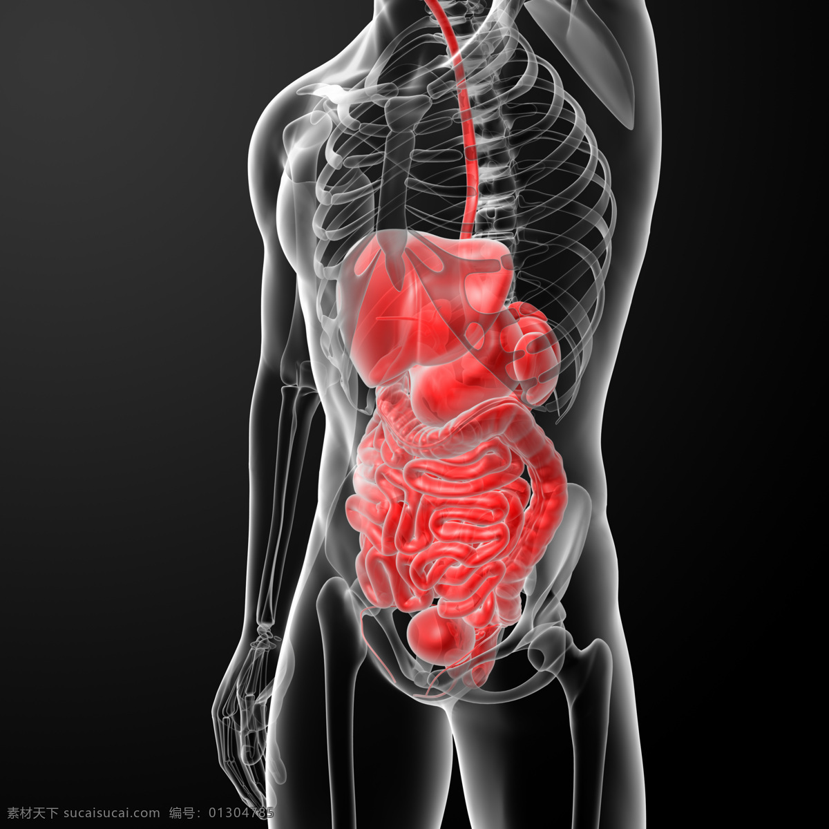 科学研究 人体骨骼 现代科技 肝脏肠胃结构 肝脏 肠胃 大肠 肾脏 人体结构 人体肌肉 人体标本 人体构造 医学标本 矢量图