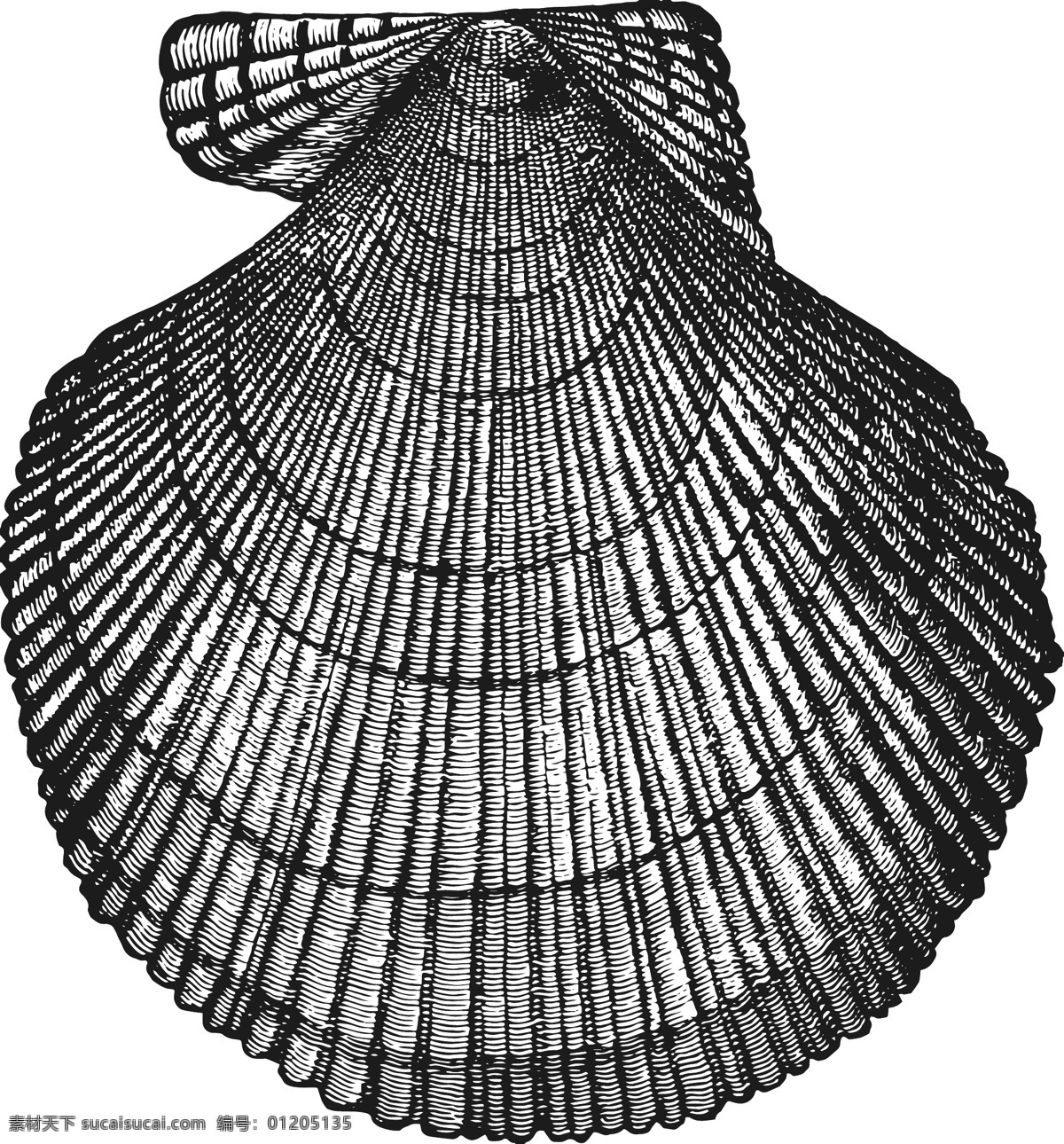 手绘海洋生物 手绘鱼 手绘虾 手绘贝壳 手绘蟹 手绘水母 手绘珊瑚 手绘章鱼 手绘海星 海鲜 手绘乌龟 海洋生物 手绘动物 生物世界