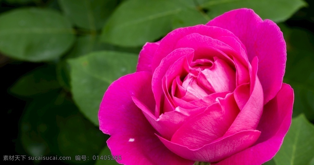 心中的玫瑰 玫瑰 花朵 花瓣 红色 粉色 白色 芳香 美丽 花舞人间 多媒体 影视编辑 影视特效素材 mp4