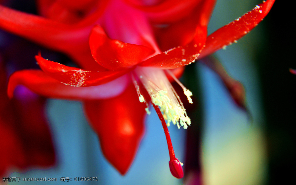 蟹爪莲花卉
