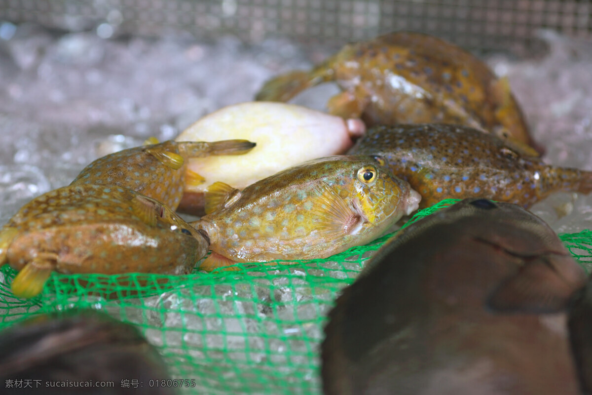 铺 店 新鲜 豚鱼 生物世界 鱼类 出售 塑料网