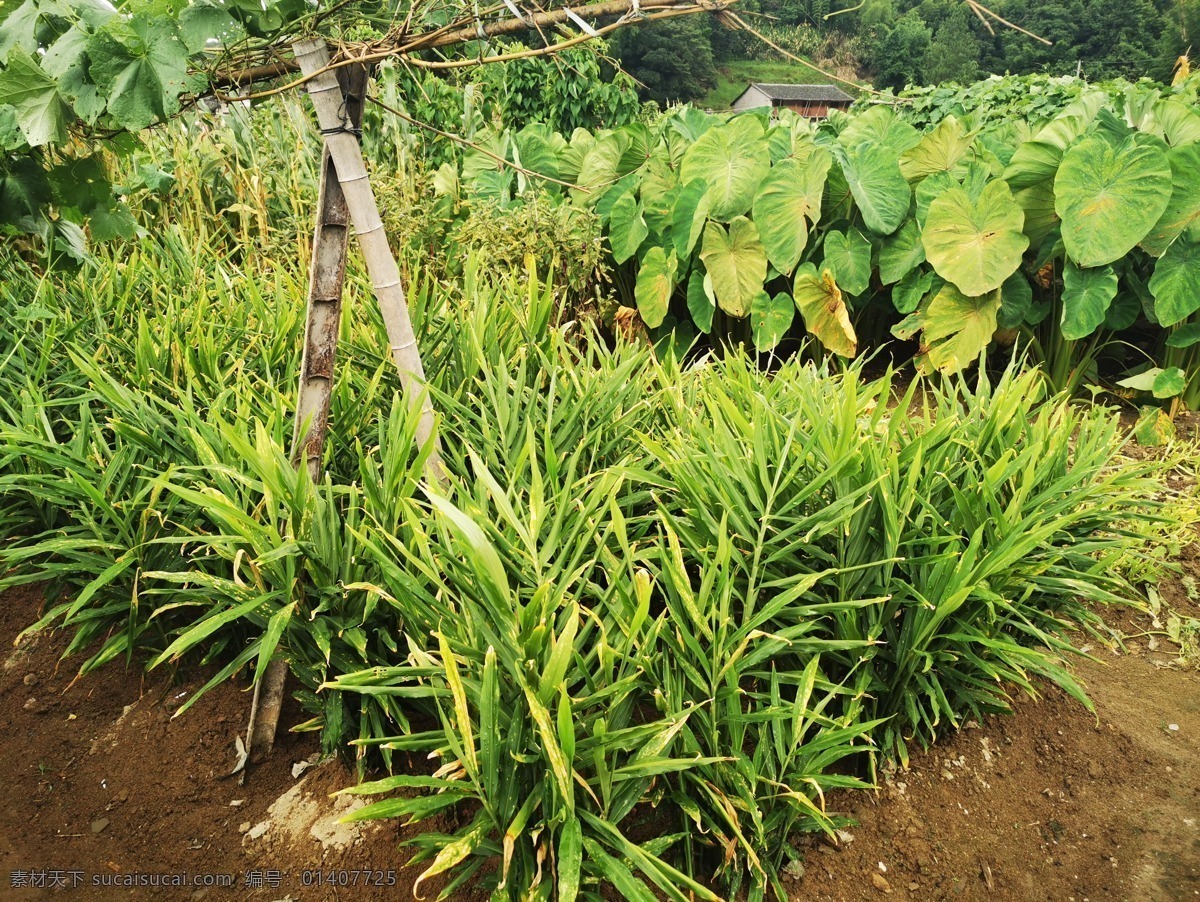 生姜 姜 姜地 鲜姜 姜苗 基地 叶子 姜种植 农村姜 农家姜 山东大姜 老姜基地 鲜姜生产 大姜种植 农家姜苗 摄影图片