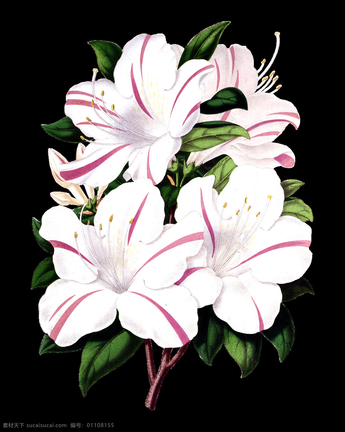 开放 百合花 花束 鲜花 透明 白色 粉红色 绿叶 免扣素材 透明素材 装饰 装饰图片