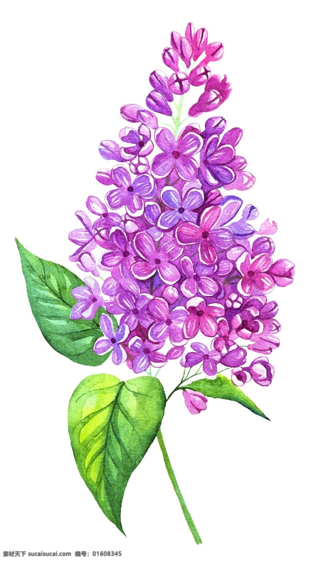 魅力 紫花 矢量 花束 唯美 矢量素材 设计素材 平面素材
