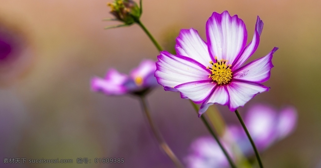 格桑花 小野花 花朵 花瓣 花卉 鲜花 花朵素材 花卉摄影 红色花瓣 观赏花朵 花之物语 娇艳的鲜花 画册图片 宣传用图 美丽的鲜花 生物世界 花草