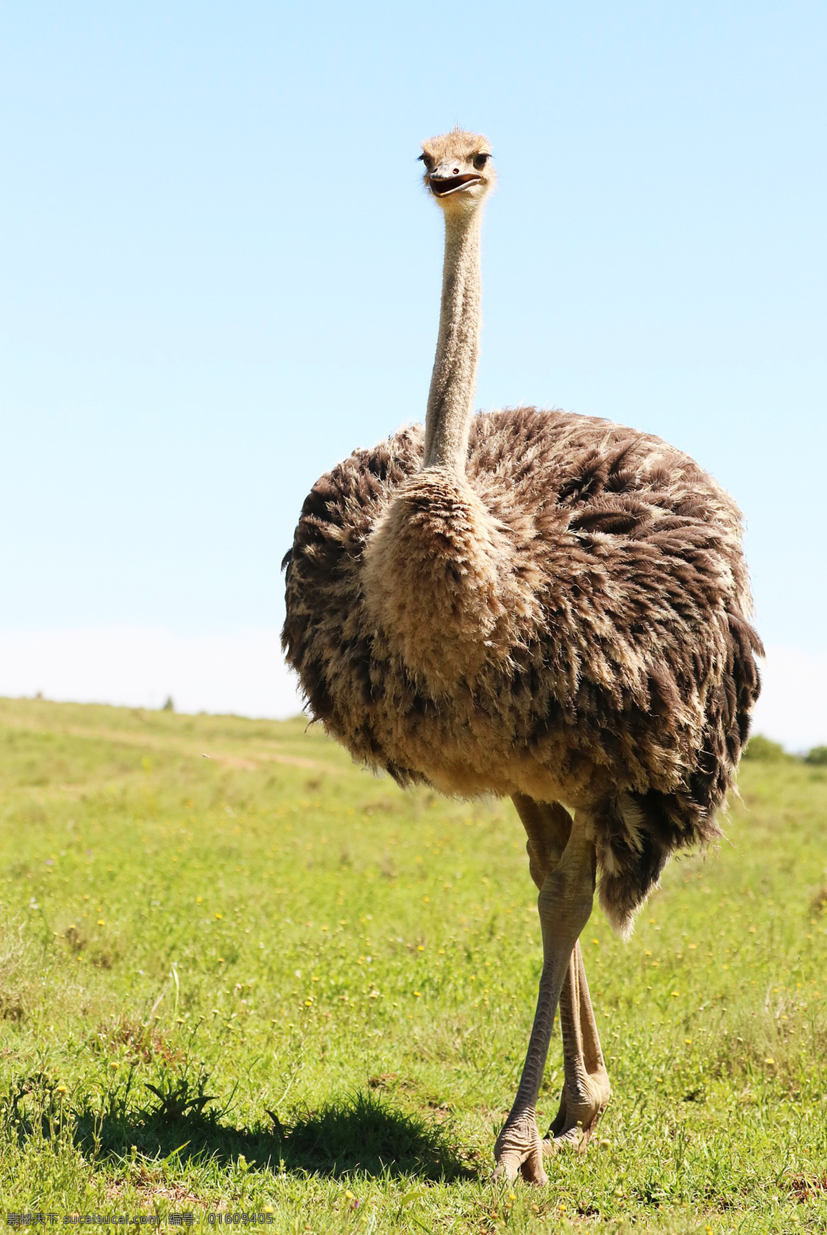 struthio camelus 非洲鸵鸟 鸟类 大型鸟类 野生动物 common ostrich