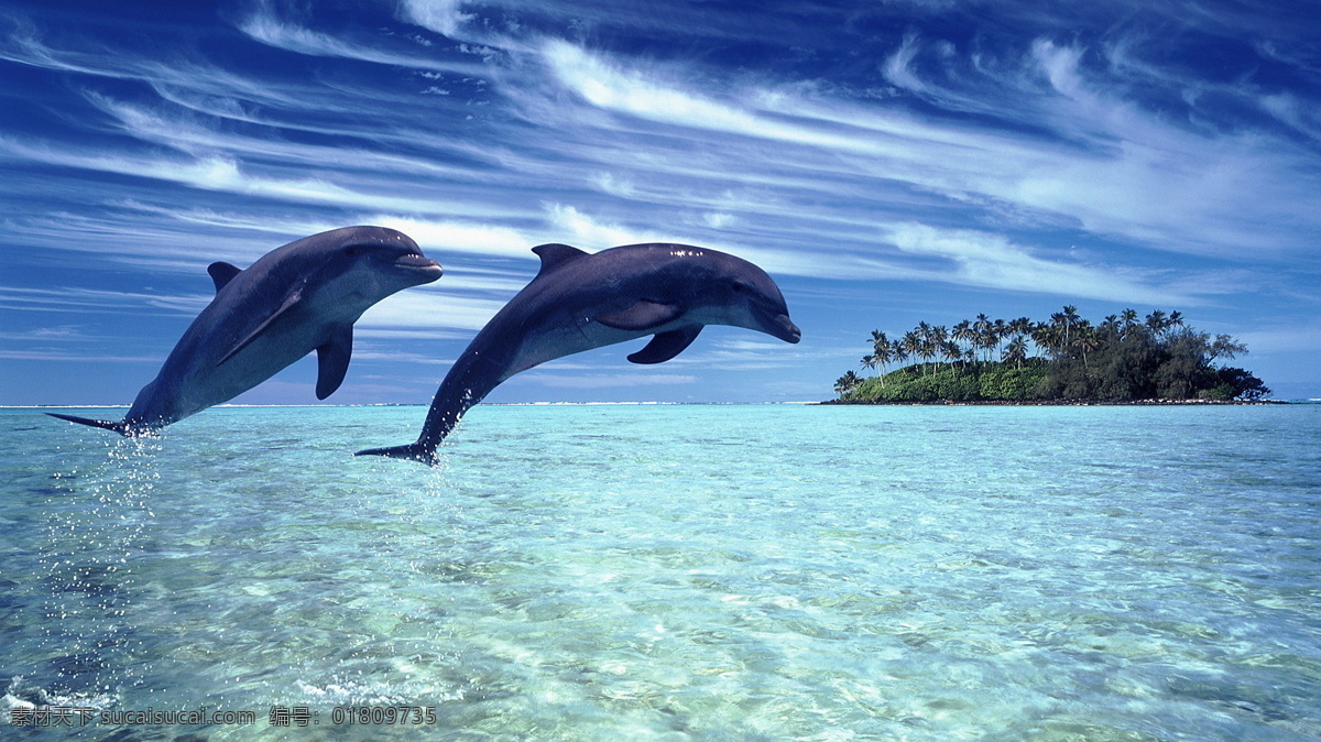 海洋世界 海洋 海豚 嬉戏 自由 幸福 生物世界 海洋生物
