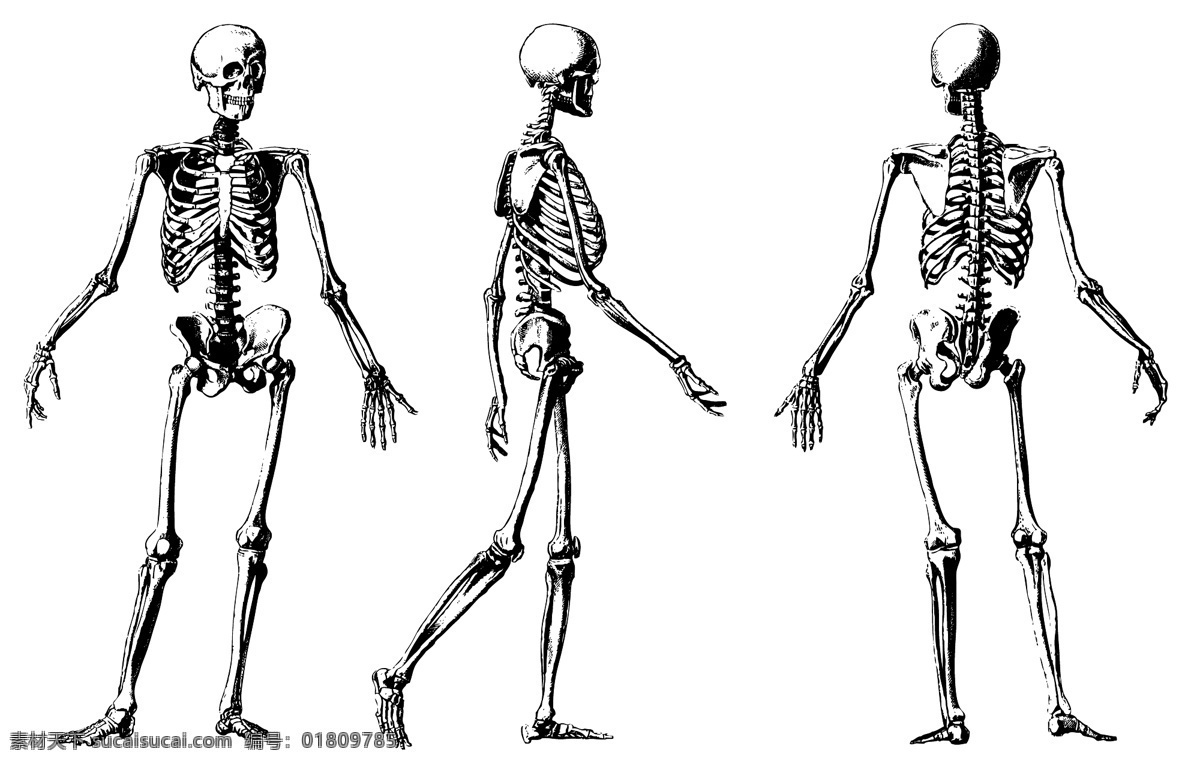 人体骨骼 人体透视图 人体动作 骷髅 人体透视 骨头组织 人体 骨骼 骨架 医疗保健 医学 生活百科 矢量