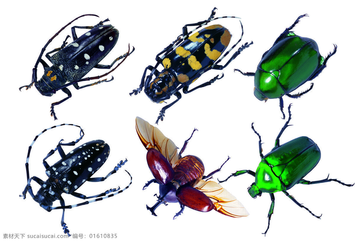 昆虫 昆虫标本 天牛标本 天牛触角 爬虫 绿甲虫 昆虫科学 生物世界