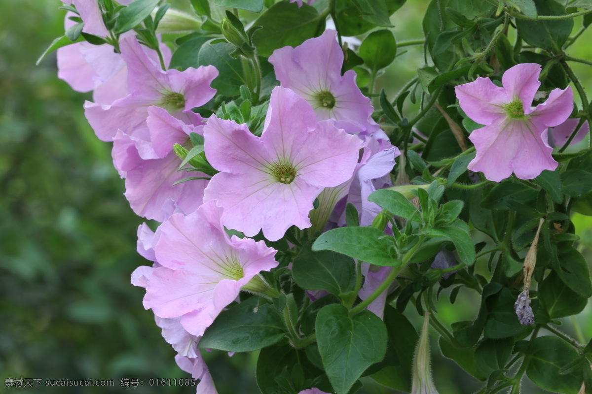 牵牛花 矮牵牛 碧冬茄 观赏花卉 花瓣 花朵 花儿 花草 花卉 植物 绿化景观 花卉大观园 生物世界