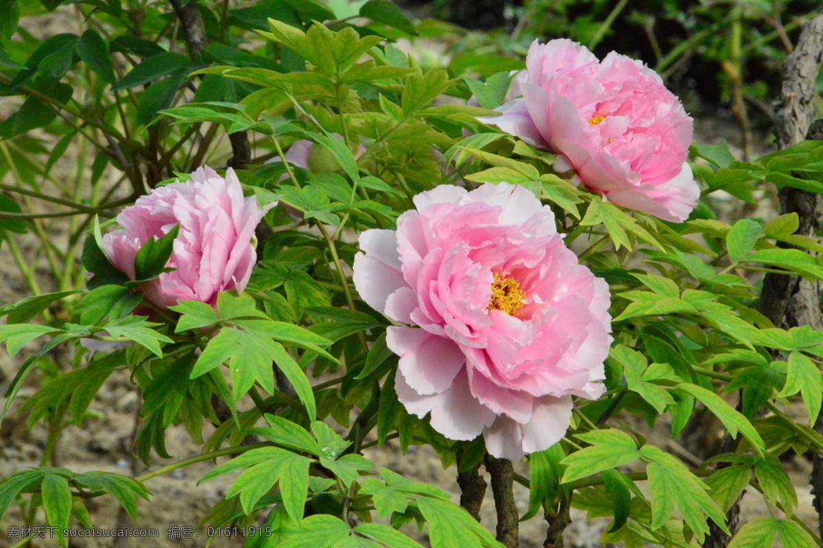 牡丹花 牡丹 观赏花卉 鼠姑 木芍药 百雨金 洛阳花 花朵 花瓣 花蕊 花卉 花儿 花草 植物 园林绿化 绿化景观 芍药牡丹 生物世界