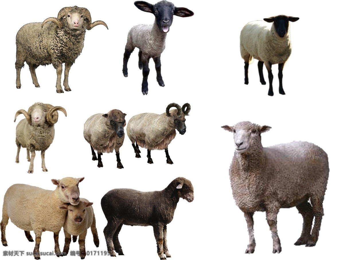 绵羊 免 扣 高清 素材图片 绵羊png 高清绵羊图片 文件 绵羊免扣素材 绵羊素材 各种 生物世界 野生动物