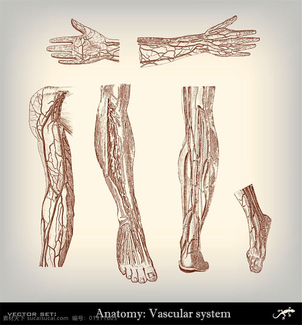人体 手脚 器官 人体器官素描 人体器官插画 人体解剖学 人体结构插图 其他人物 矢量人物 矢量素材