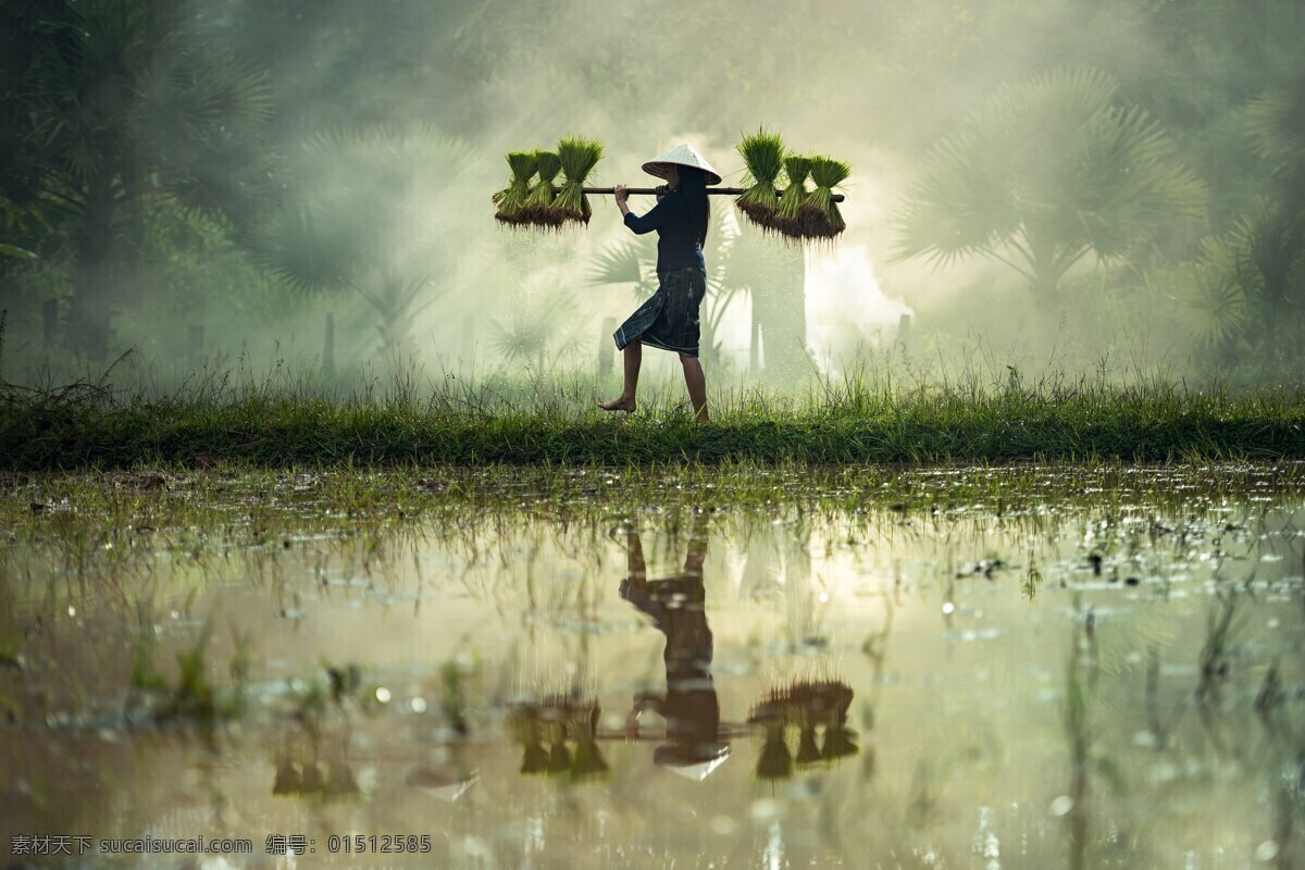 东南亚农名 泰国 东南亚 农民 水稻 农田景色 茉莉香米 香米 意境 旅游摄影 国外旅游